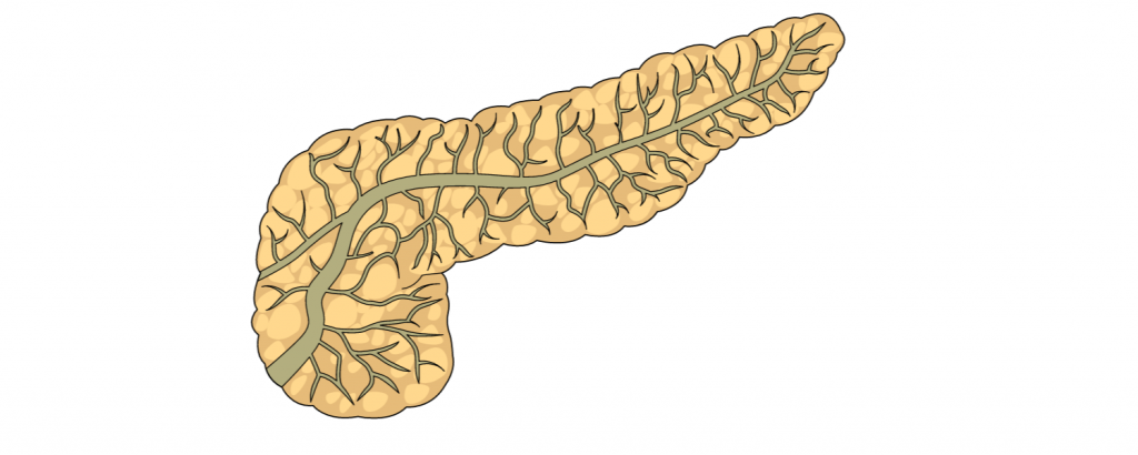 Pancreas