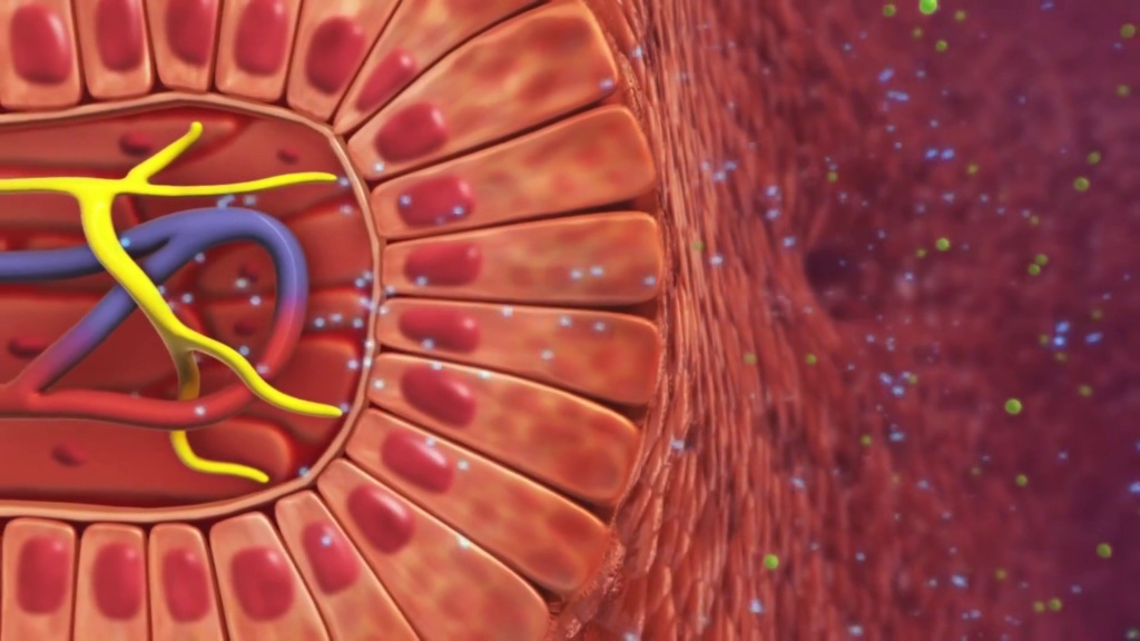 Intestinal absorption