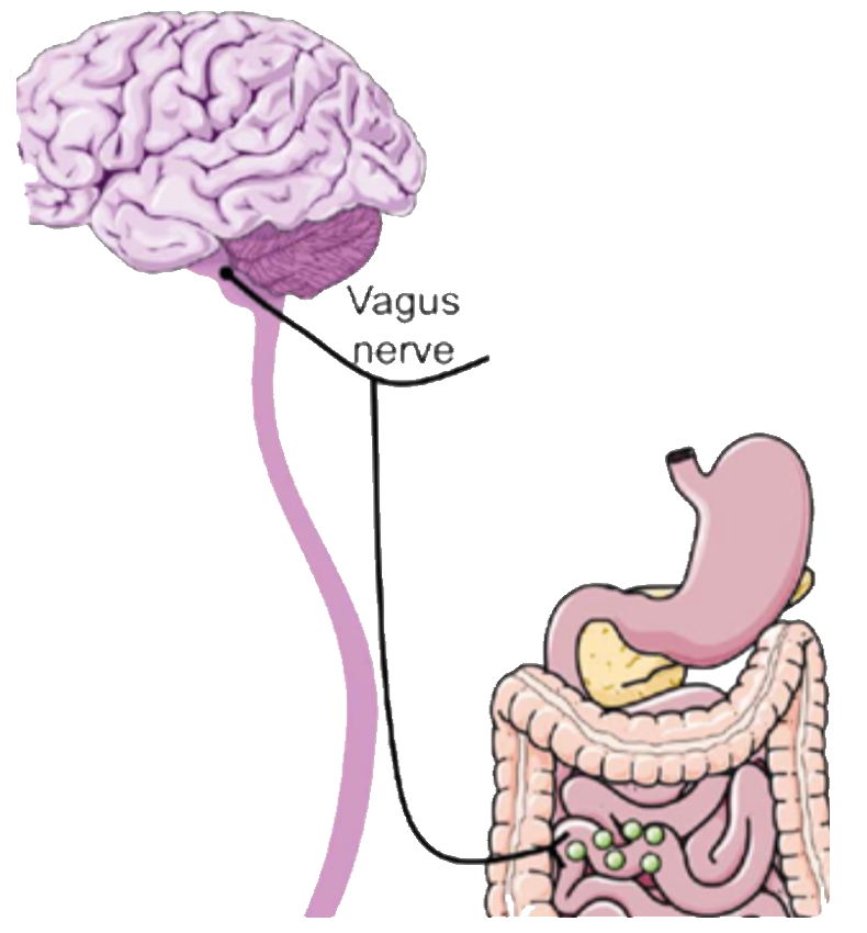 Vagus nerve innervating the large intestine